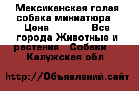 Мексиканская голая собака миниатюра › Цена ­ 53 000 - Все города Животные и растения » Собаки   . Калужская обл.